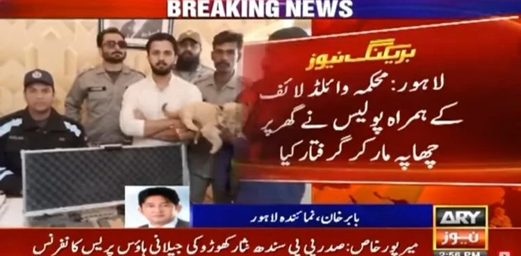 YouTuber, Rajab Butt, lion cub, wedding