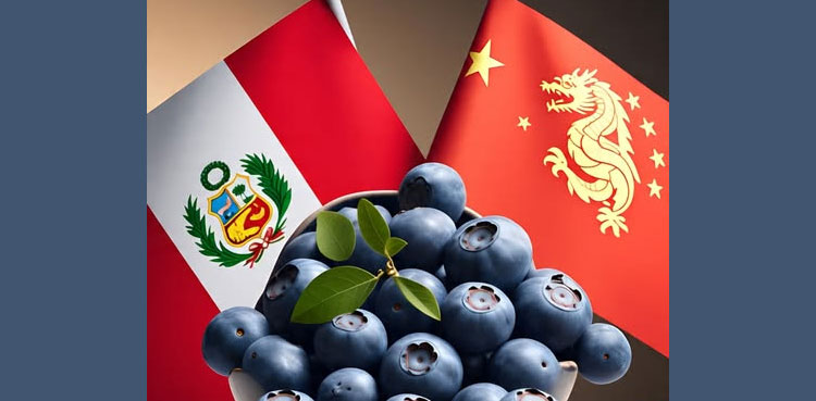 Peru turns to China for blueberry exports