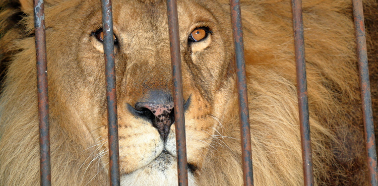 Gujar Khan wildlife raid, African lion, illegal exotic pets Pakistan, Punjab Wildlife Department