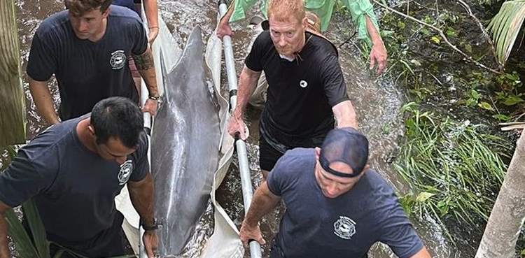 Viral, dolphin rescue, Bluffton South Carolina, Lucky the dolphin, May River, marine mammal rescue, dolphin rescue operation