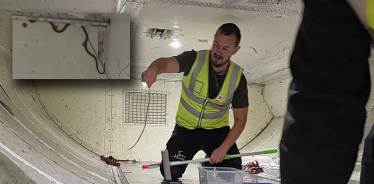 Virgin Australia flight, Virgin Australia flight delay, snake on the plane, Melbourne Airport incident